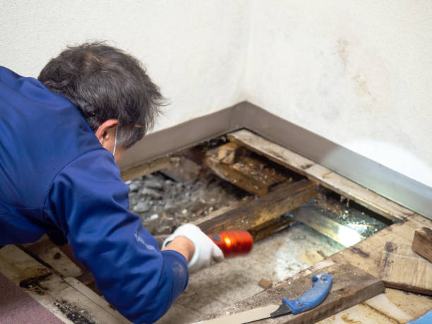 Best Mold Testing  in Fritch, TX