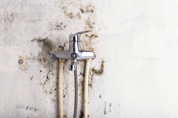 Best Mold Cleaning Services  in Fritch, TX