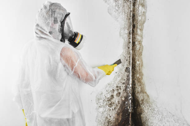 Best Mold Damage Repair  in Fritch, TX