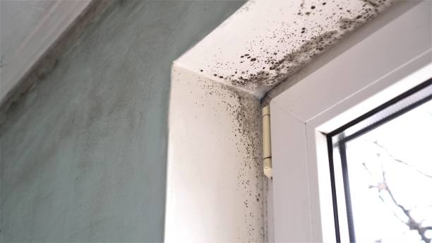 Reliable Fritch, TX Mold Removal Solutions