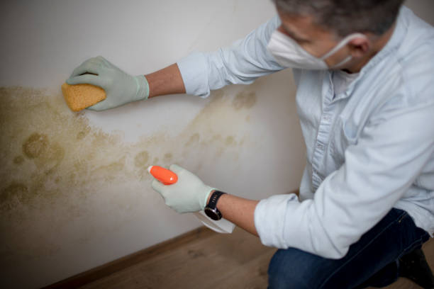 Best Office Mold Removal Services  in Fritch, TX