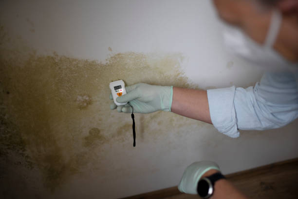 Best Attic Mold Removal  in Fritch, TX