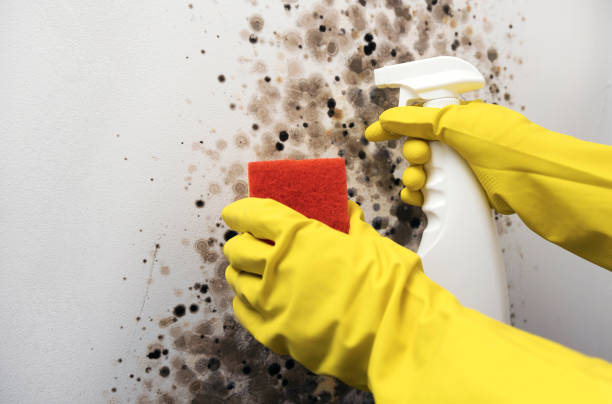 Best Mold Testing and Removal  in Fritch, TX
