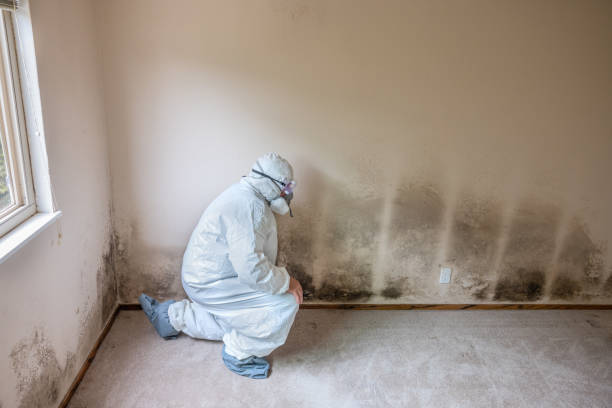 Best Same-Day Mold Removal  in Fritch, TX