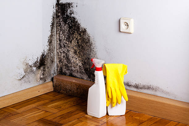 Best Residential Mold Removal  in Fritch, TX