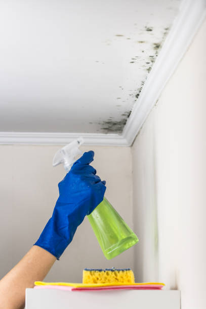 Best Mold Remediation  in Fritch, TX